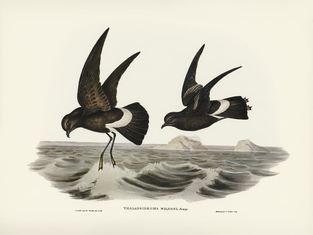 Wilson's Storm Petrel by Elizabeth and John Gould — canvas wall art