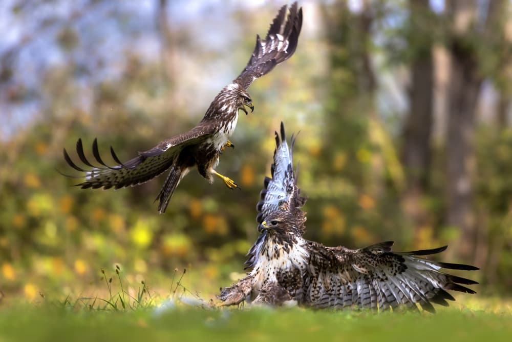 Hawks in Battle by Marco Redaelli — canvas wall art