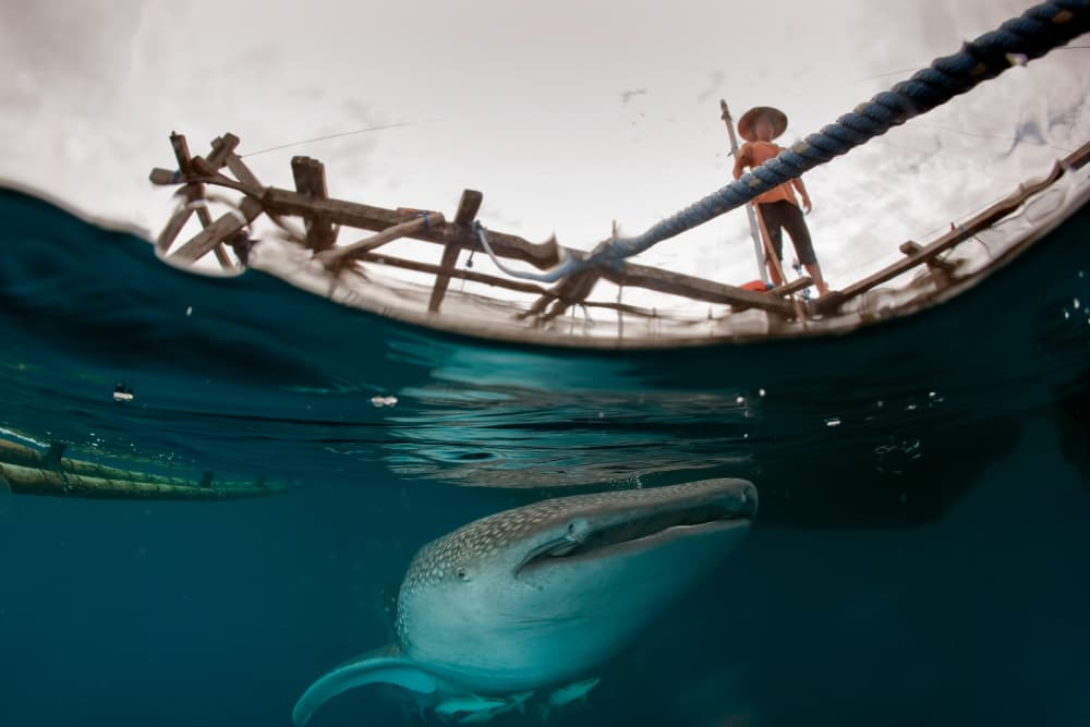Whale Shark And Boat by Andrea Izzotti — canvas wall art