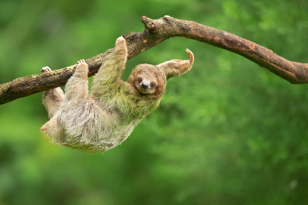 Peaceful Sloth In Jungle by Milan Zygmunt — canvas wall art