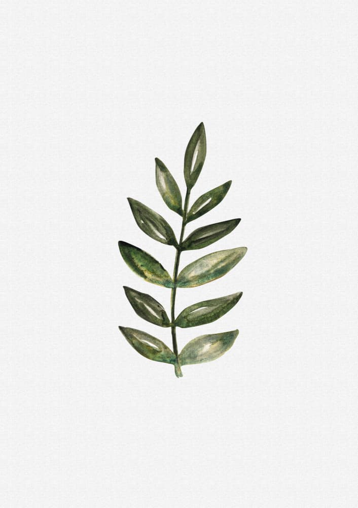 Watercolor Olive Branch by Olena Kovalova — canvas wall art