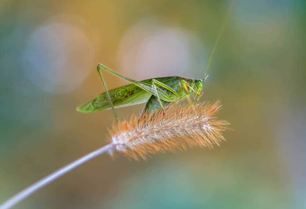 Green Katydid Closeup by Atul Saluja — canvas wall art