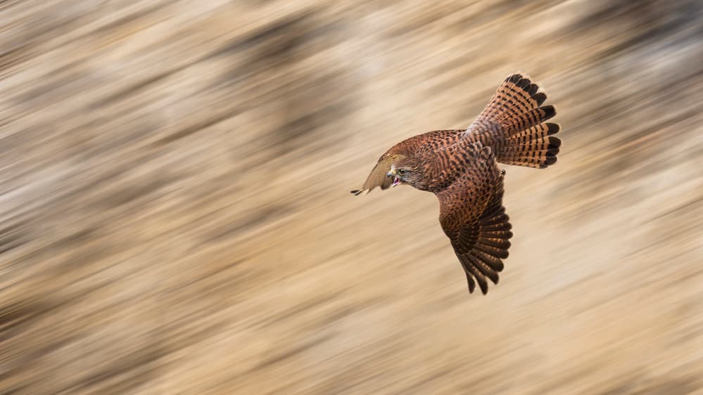 Dynamic Kestrel Flight by Kieran O Mahony AIPF — canvas wall art