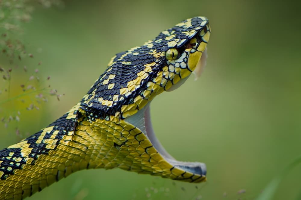 Fierce Yellow Viper by Rooswandy Juniawan — canvas wall art