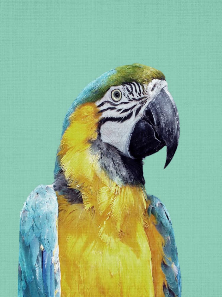 Vibrant Macaw Portrait by Lila & Lola — canvas wall art