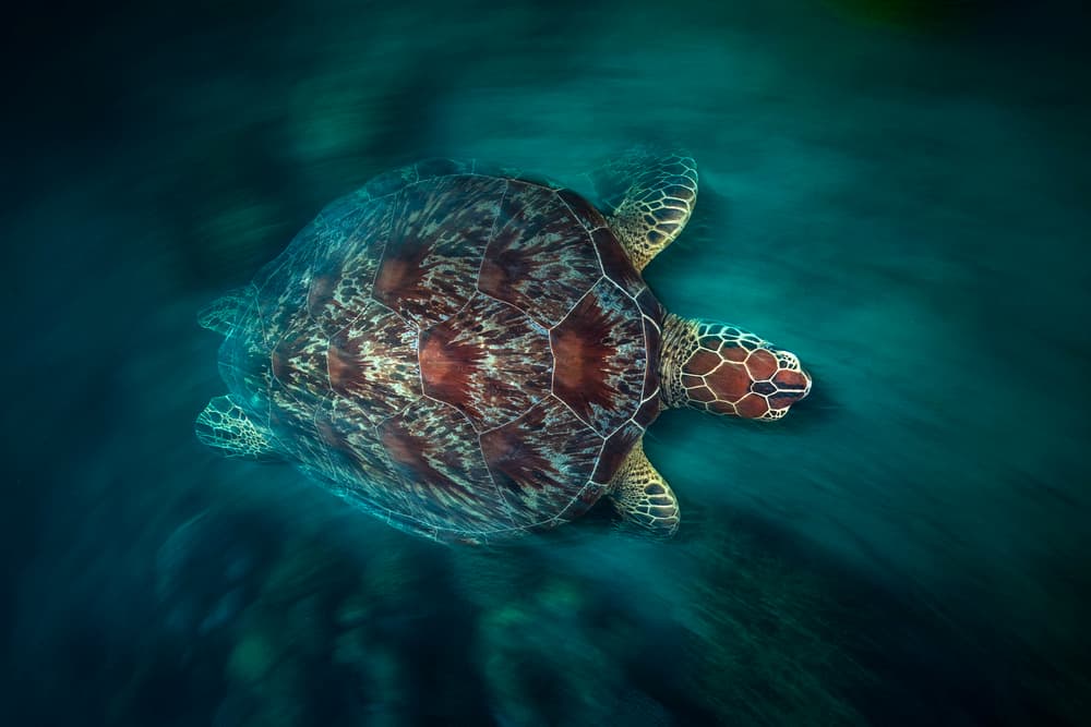Graceful Sea Turtle by Barathieu Gabriel — canvas wall art