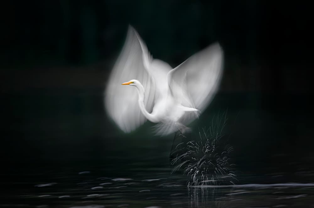 Graceful Egret Flight by Larry Deng APA — canvas wall art