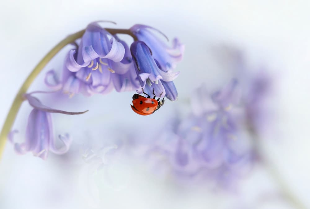 Ladybug on Bluebell Blossom by Ellen van Deelen — canvas wall art