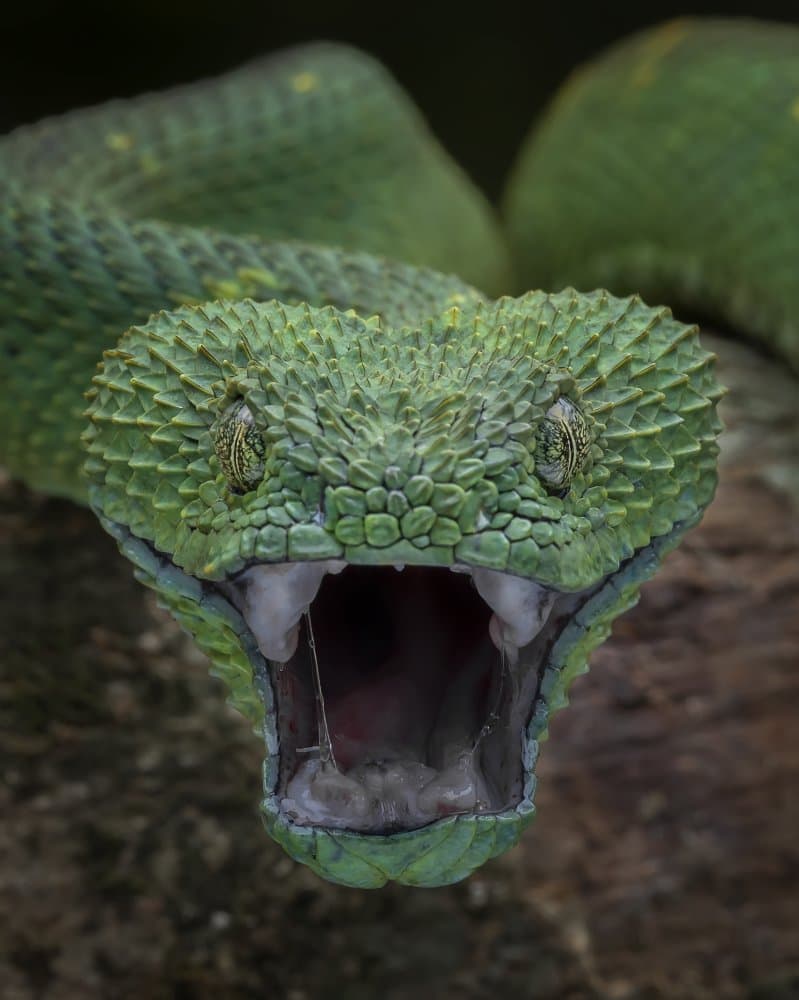 Green Viper Open Mouth by Tantoyensen — canvas wall art