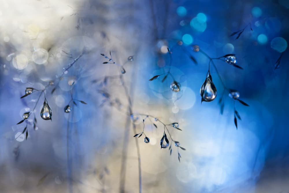 Glistening Blue Dew by Heidi Westum — canvas wall art