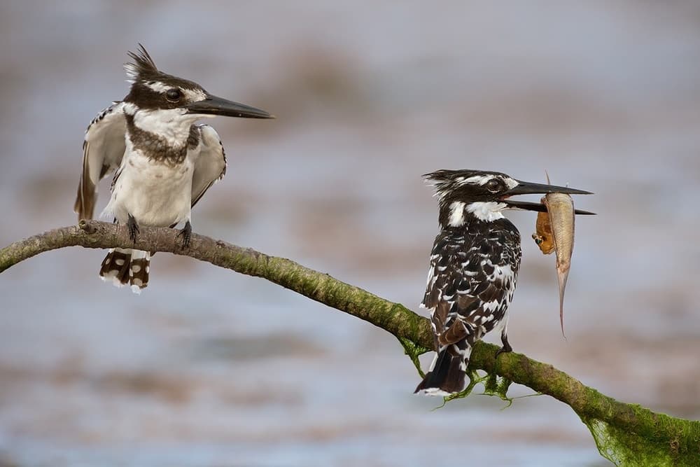 Kingfishers and Fresh Catch by Marco Pozzi — canvas wall art
