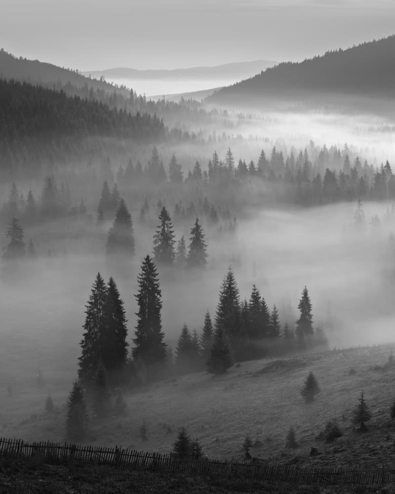 Misty Mountain Forest by Rostovskiy Anton — canvas wall art
