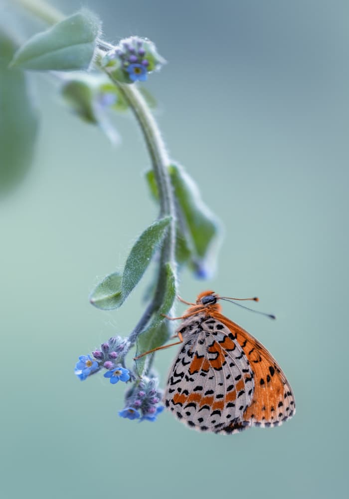 Delicate Butterfly Bloom by Fabrizio Daminelli — canvas wall art