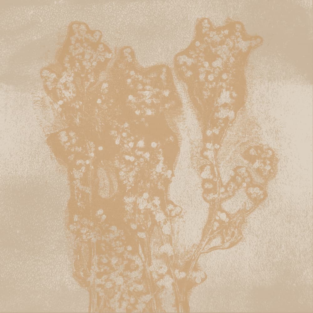 Soft Organic Forms by Dina Dankers — canvas wall art