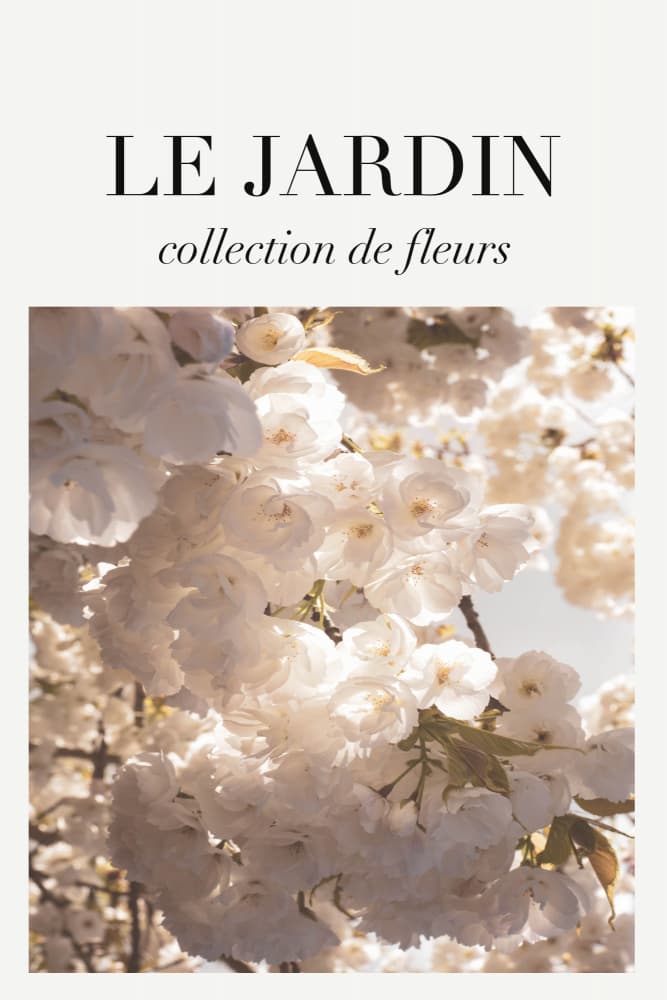 White Spring Blossoms by Talitha McQueen — canvas wall art