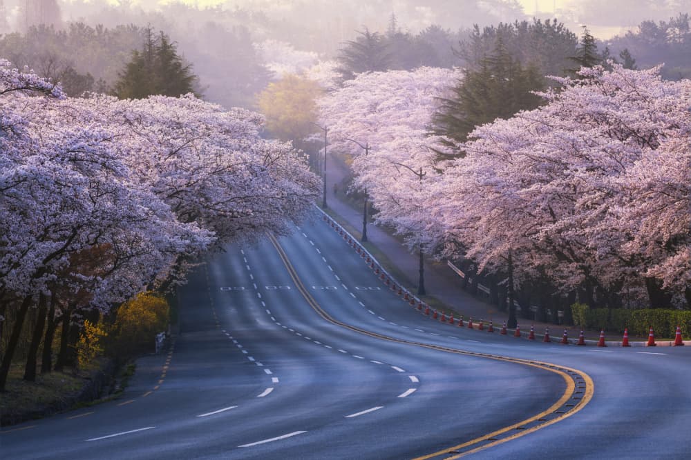 Misty Cherry Blossom Road by Tiger Seo — canvas wall art