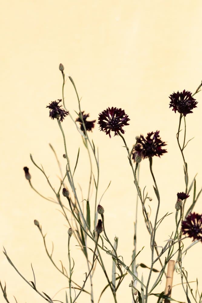 Withered flowers by Pictufy Studio III — canvas wall art