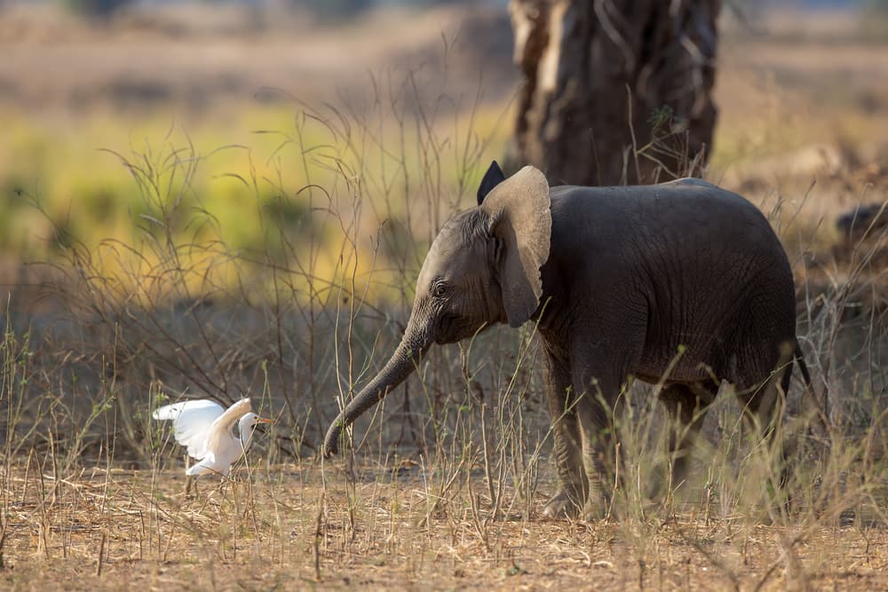 Baby Elephant Meets Bird by Alessandro Catta — canvas wall art