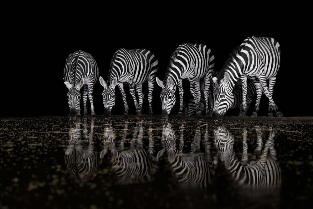 Zebras Drinking Night Reflection by Jennifer Lu — canvas wall art