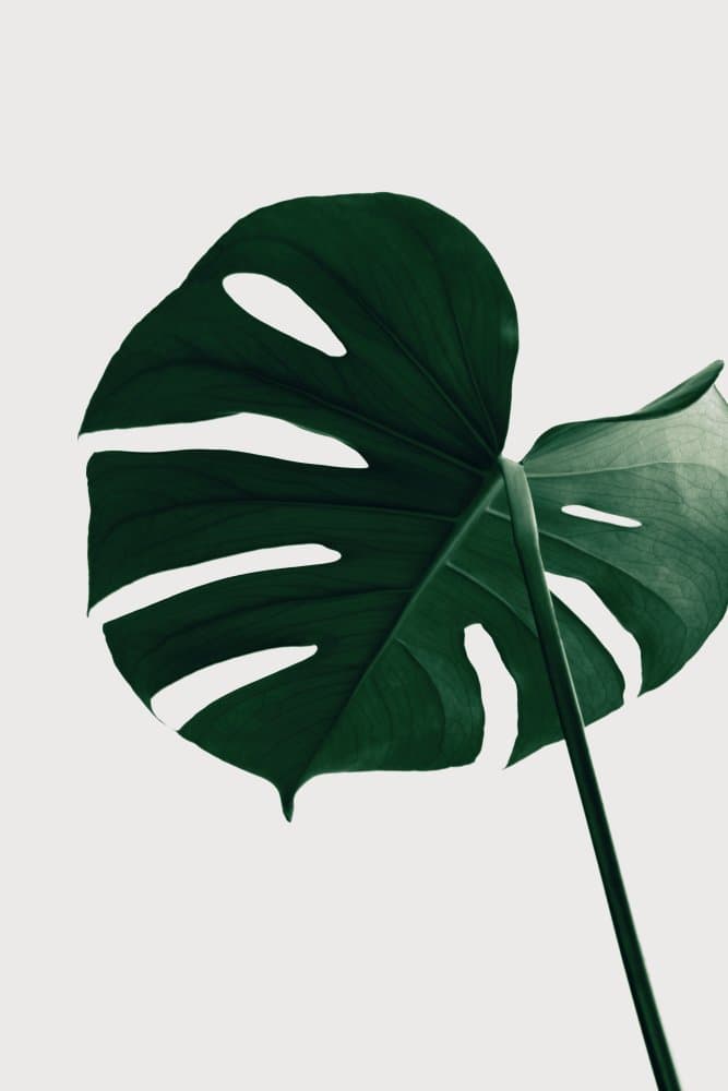 Lush Green Monstera by Pictufy Studio III — canvas wall art