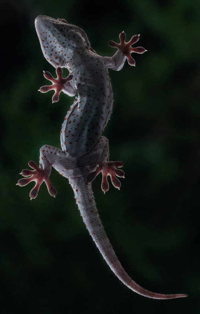 Gecko Underside View by Erik Schottstaedt — canvas wall art