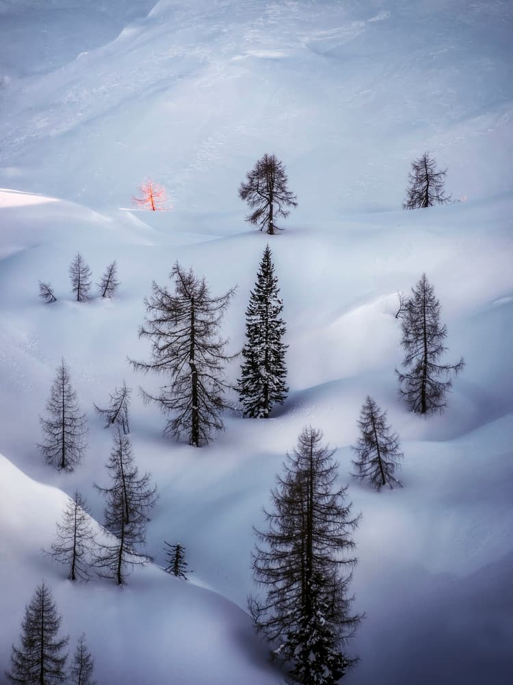 Glowing Winter Trees by Ales Krivec — canvas wall art