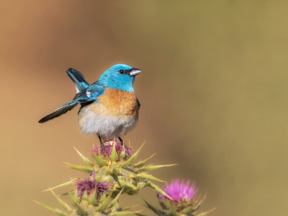 Vibrant Blue Thistle Bird by Taksing (吉星高照) — canvas wall art