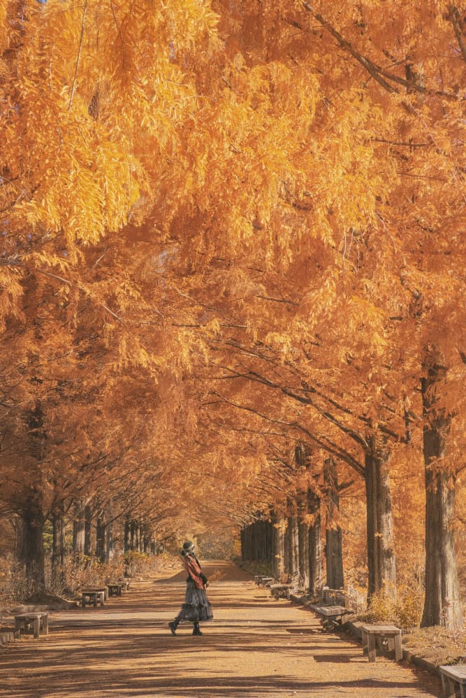 Golden Autumn Path by KOIKI — canvas wall art