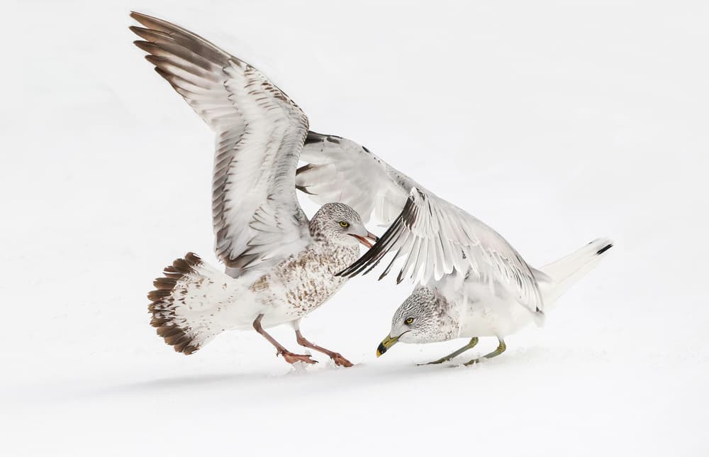 Winter Gulls Scuffle by Kenneth-Wei Zeng — canvas wall art