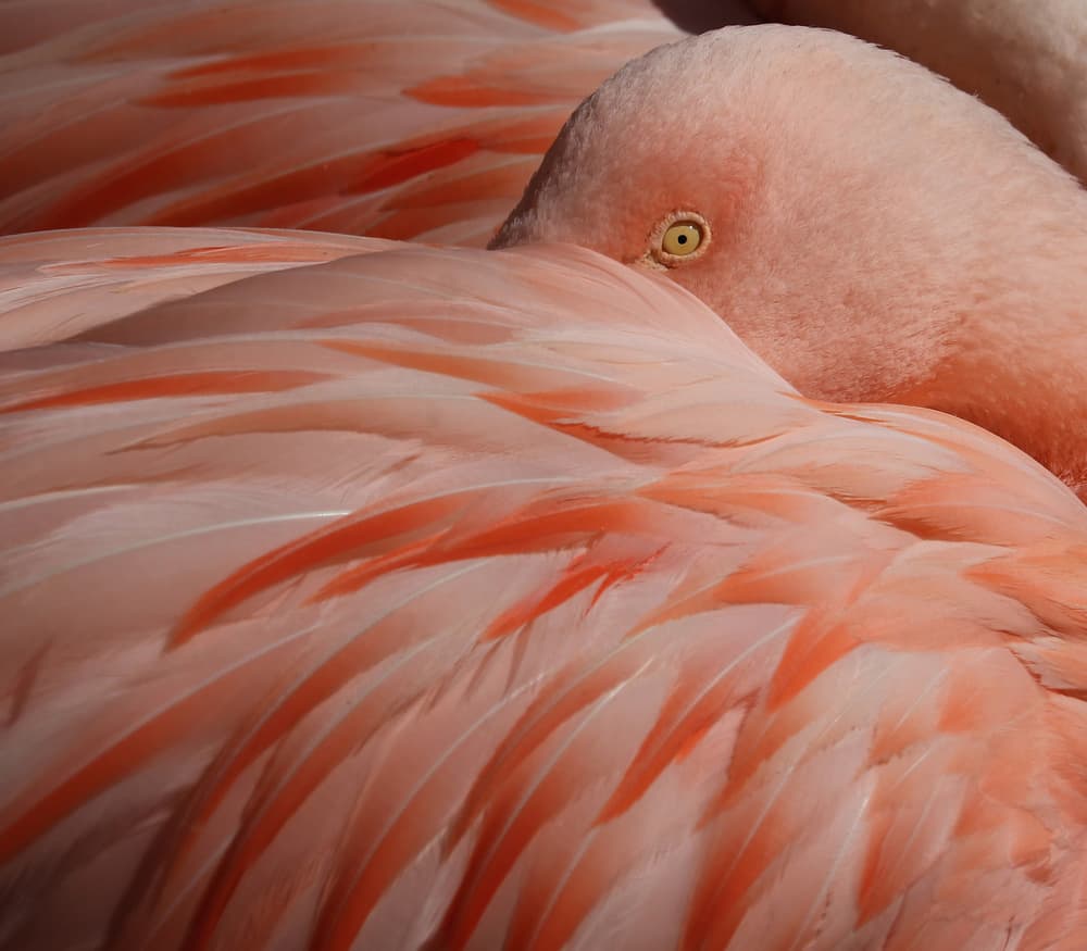 Pink Flamingo Portrait by Robin Wechsler — canvas wall art