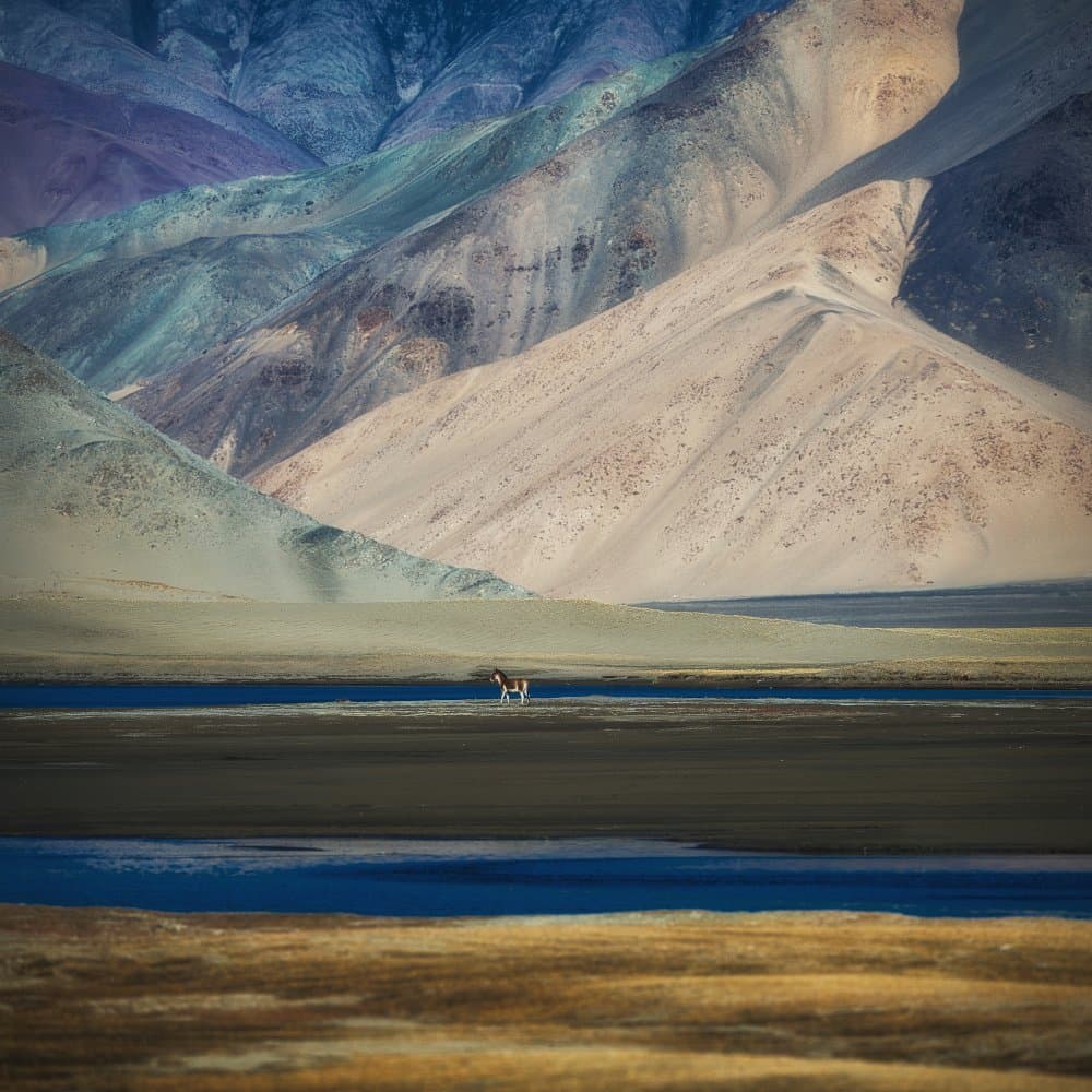 Lone Animal Desert Mountains by swapnil deshpande — canvas wall art