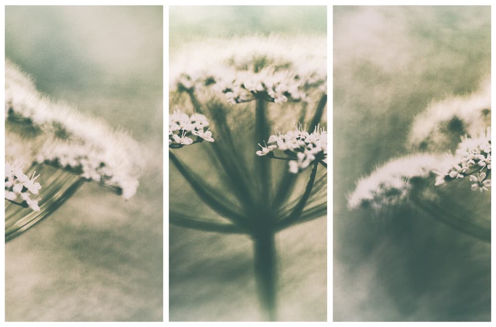 Ethereal White Blooms by Gustav Davidsson — canvas wall art