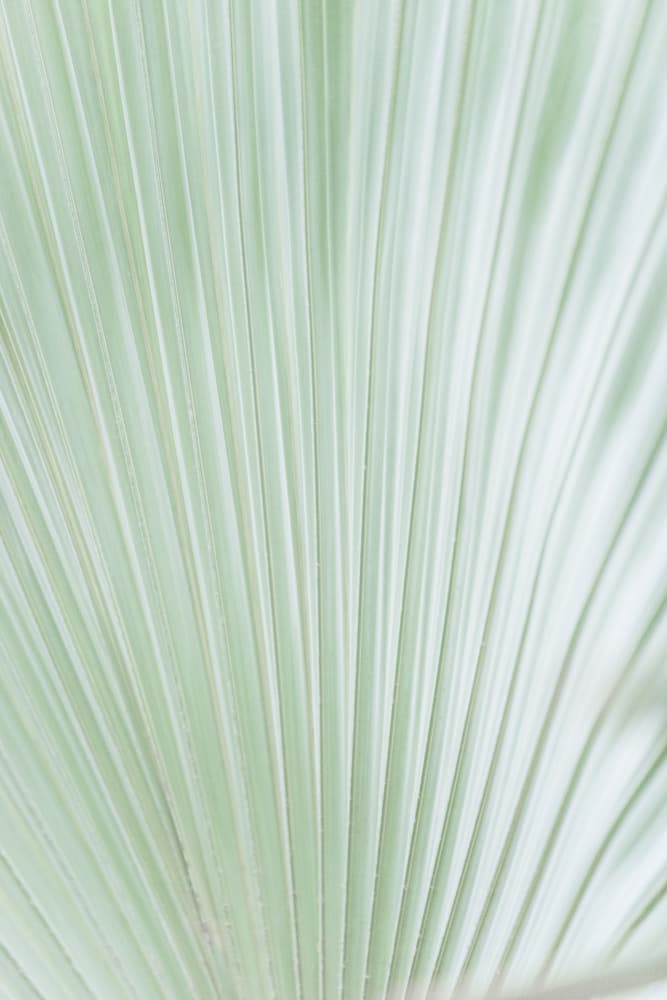 Soft Green Palm Fan by Lynann Colligan — canvas wall art
