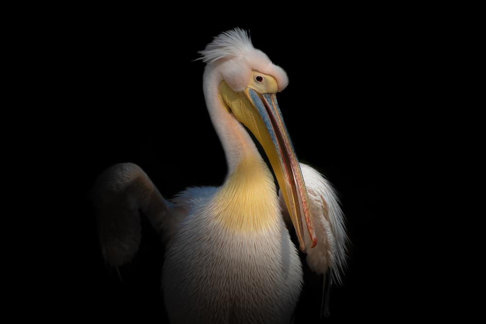 Elegant Pelican Portrait by Natalia Rublina — canvas wall art