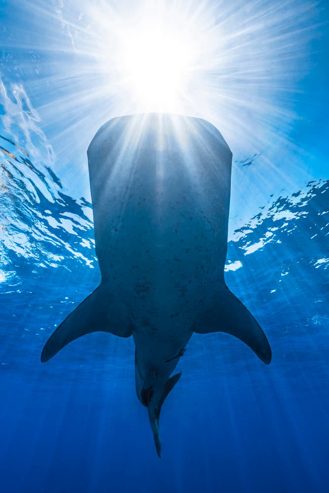 Whale Shark Light Rays by Barathieu Gabriel — canvas wall art
