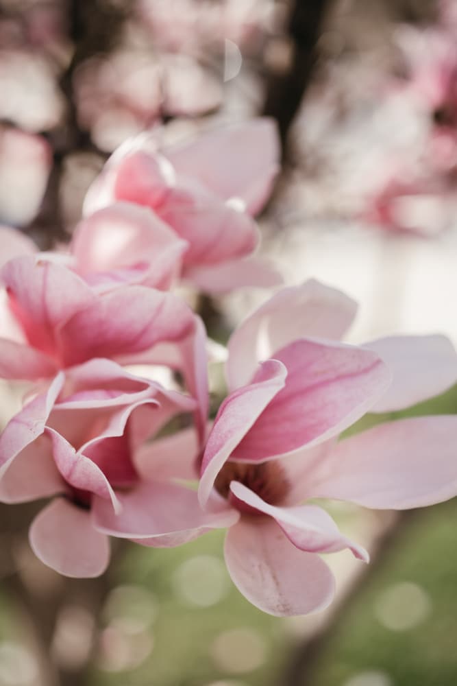 Soft Pink Magnolia Blooms by Javier Pardina — canvas wall art