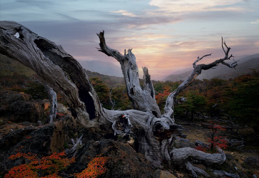 Old Gnarled Tree Sunset by YANGYING — canvas wall art
