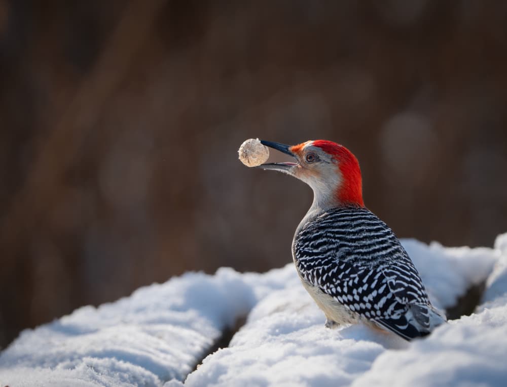 Winter Woodpecker Snack by Emma Zhao — canvas wall art