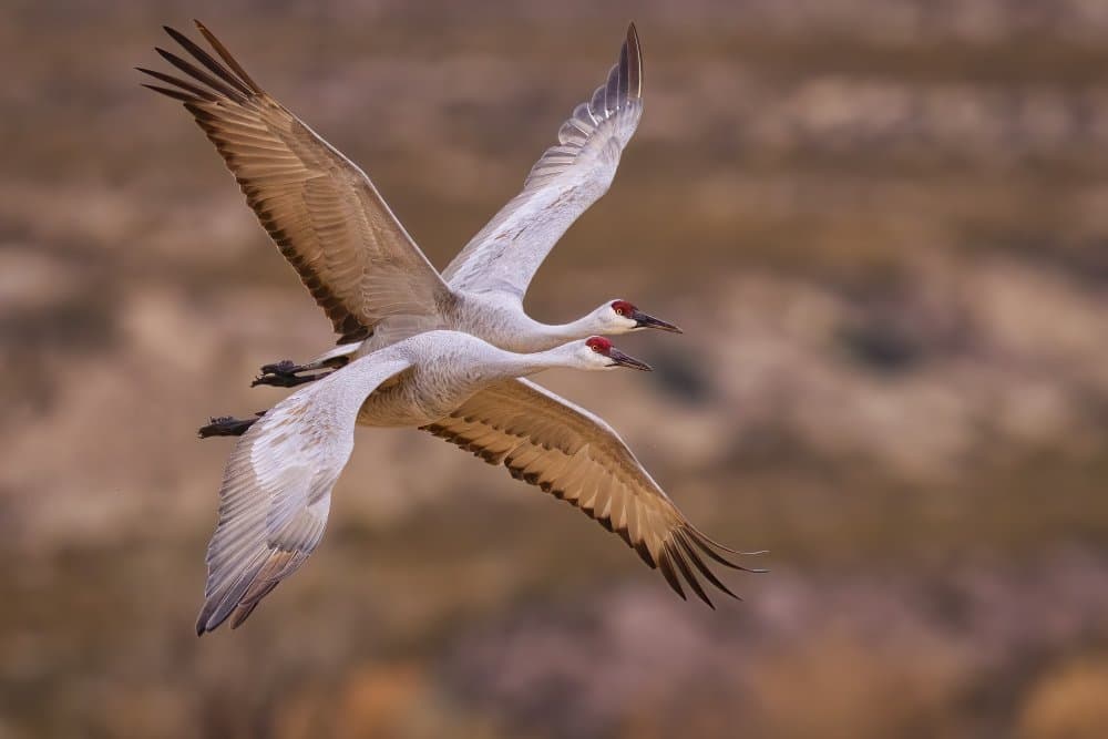 Two Cranes Flying by Michael Zheng — canvas wall art