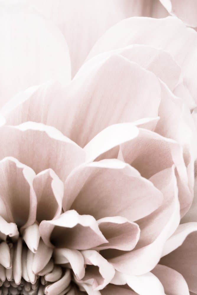 Delicate Blush Petals by Pictufy Studio III — canvas wall art