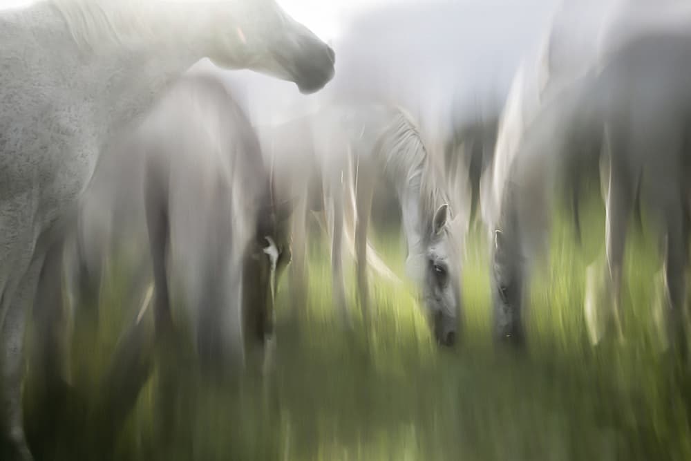 Ethereal White Horses by Milan Malovrh — canvas wall art