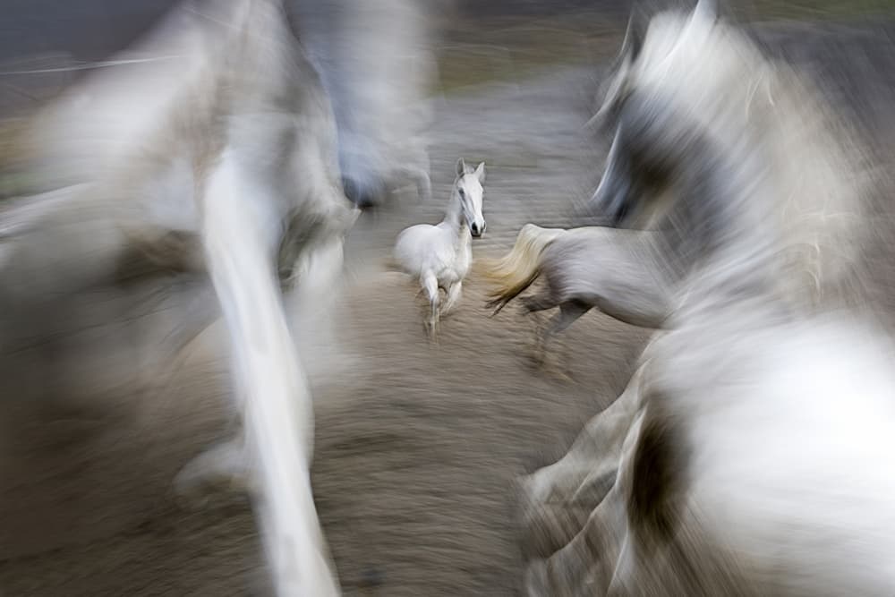 Foal and Rushing Horses by Milan Malovrh — canvas wall art