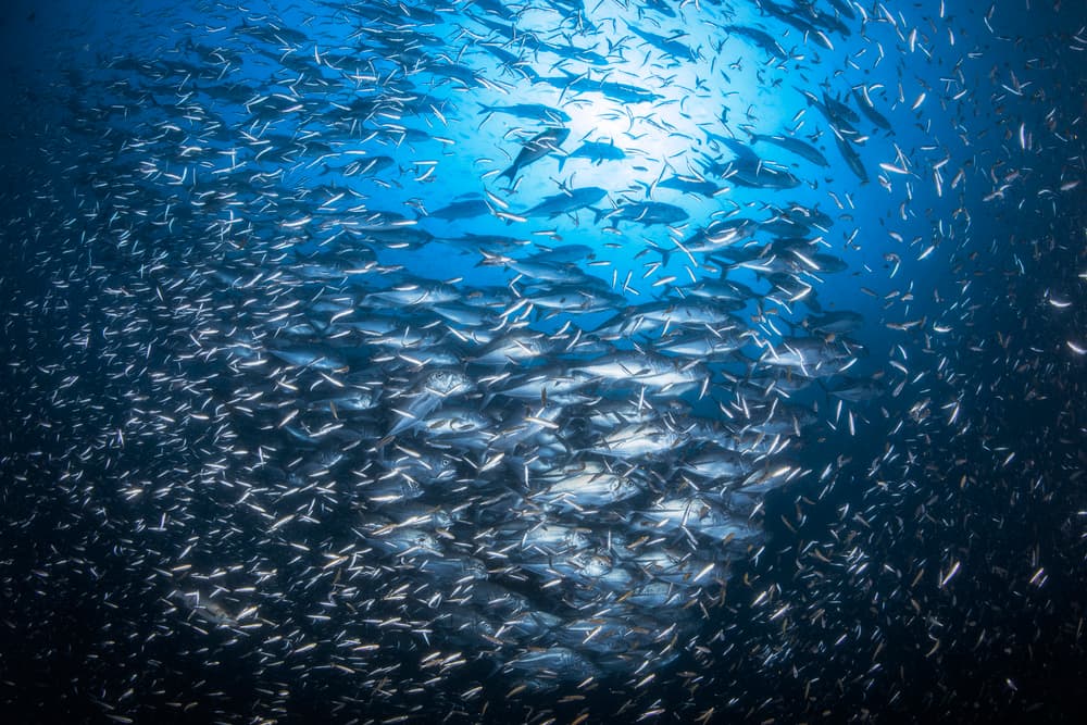 Ocean Fish Swarm by Barathieu Gabriel — canvas wall art