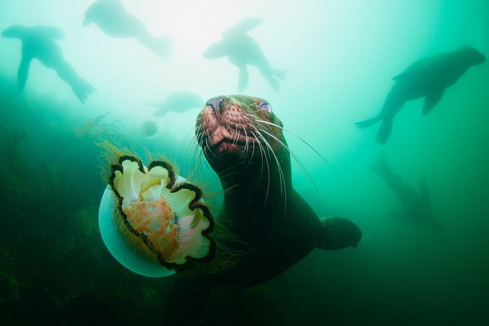 Sea Lion Jellyfish Dance by Andrey Narchuk — canvas wall art