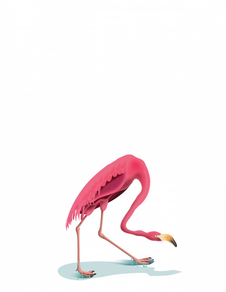 Pink Flamingo Feeding by Nicholas — canvas wall art