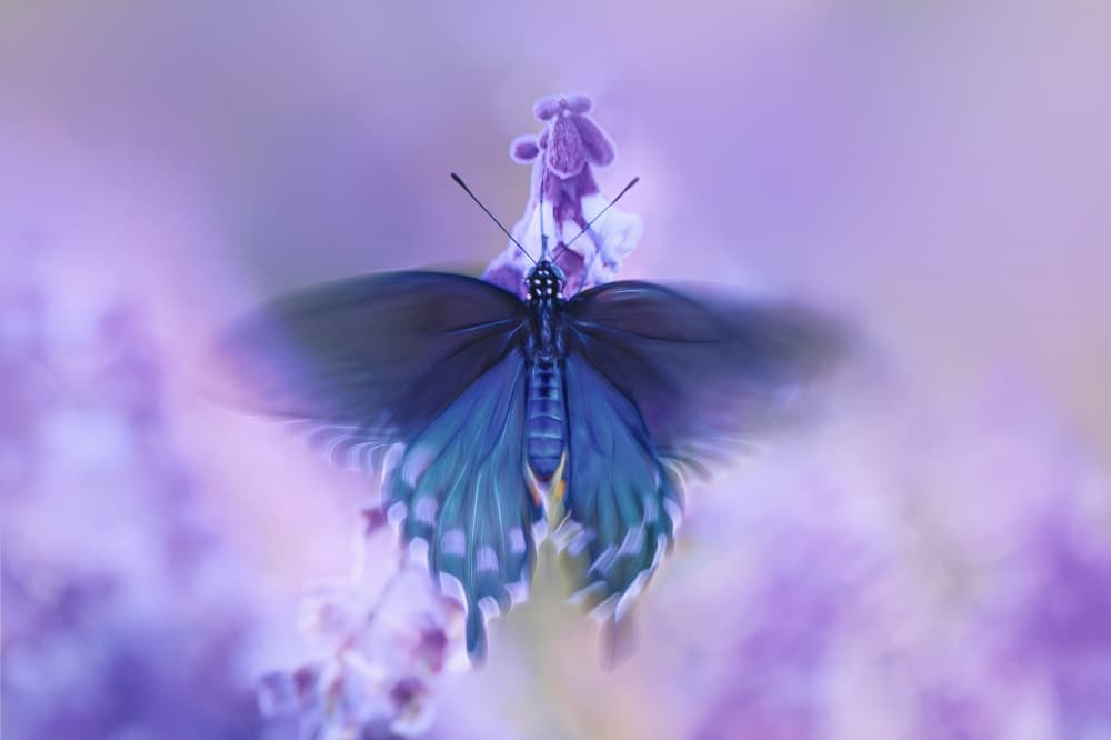 Dreamy Purple Butterfly by Qing Zhao — canvas wall art