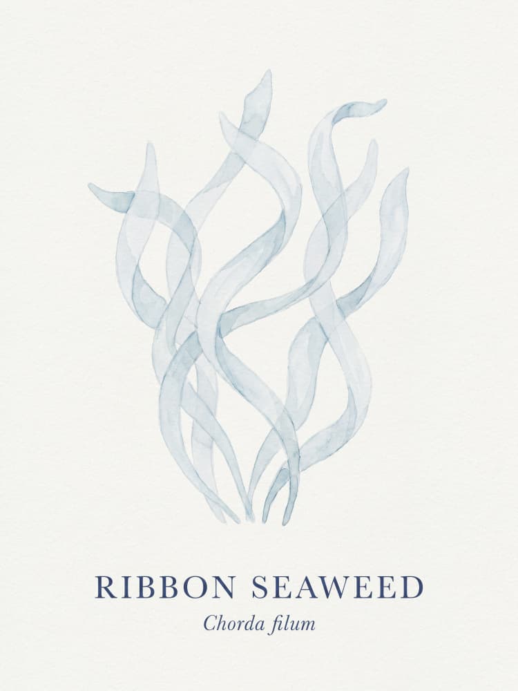 Ribbon Seaweed Watercolor by Andreas Magnusson — canvas wall art