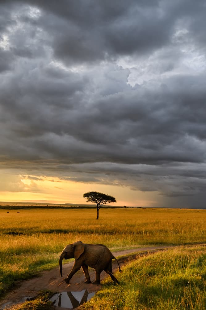 African Elephant Storm Sunset by Roberto Marchegiani — canvas wall art