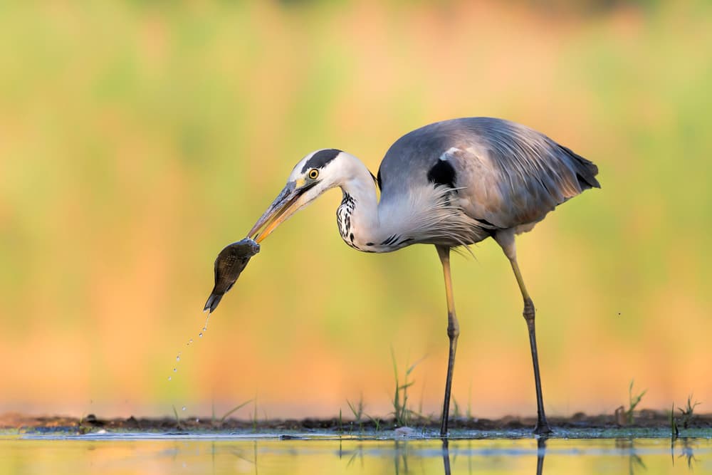 Heron's Fish Catch by Jun Zuo — canvas wall art