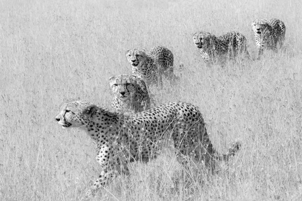 African Cheetah Coalition by Jun Zuo — canvas wall art